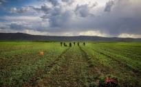 FAO empowers Iranian farmers to improve agriculture water productivity and reduce water withdrawal in Qazvin plain