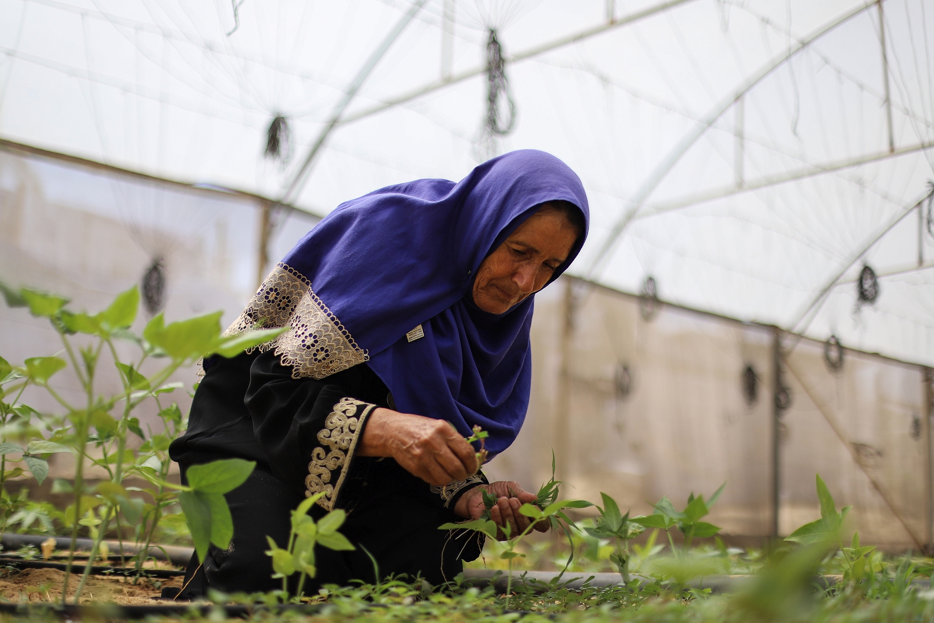 Gaza – FAO pilot initiative kickstarts limited local food production amid severe access constraints
