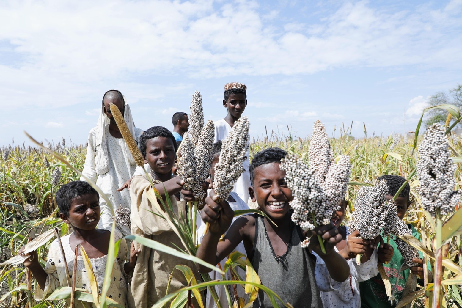 Sudan's Sorghum Joins FAO's One Country One Priority Product (OCOP) Global Initiative
