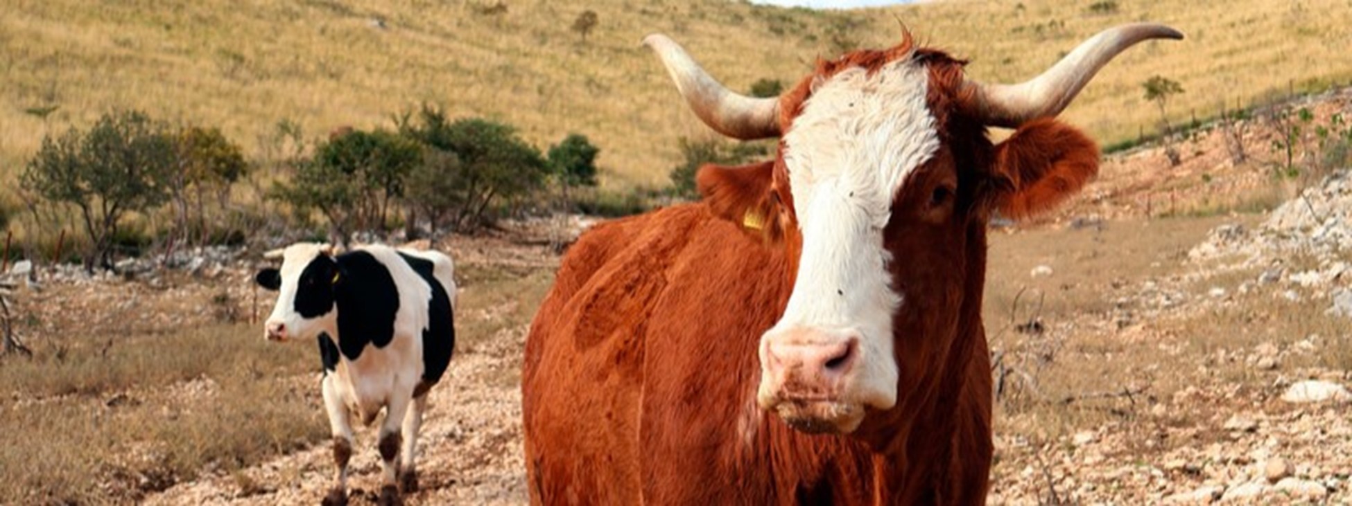 FAO launches new Arabic e-learning course on Climate Change Adaptation in the livestock sector