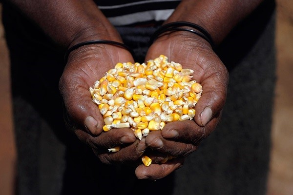 Empowering data for sustainable agriculture: FAO conducts SDG 2.4.1 virtual training for the Near East and North Africa