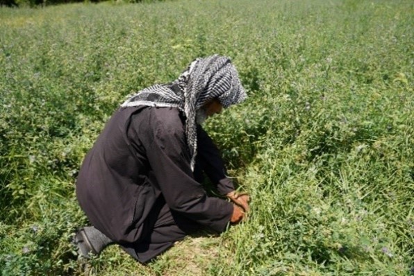 Harvesting Hope: Reversing Desertification through Conservation Agriculture for Sustainable Land Management in Southern Iraq