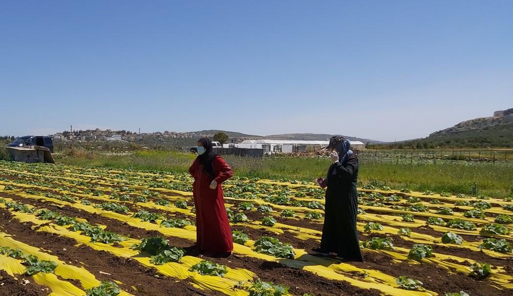 Women’s Farmer Field School’s success in Diarb Balout, Palestine