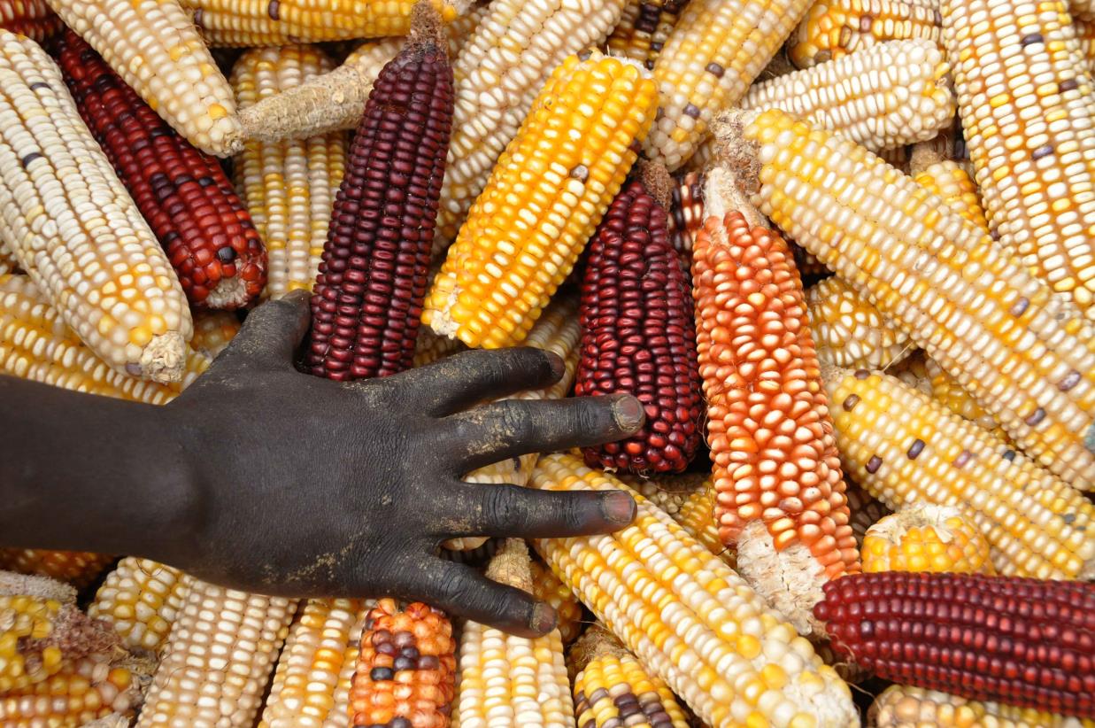 FAO calls for the adoption of “biodiversity-friendly” practices in agriculture