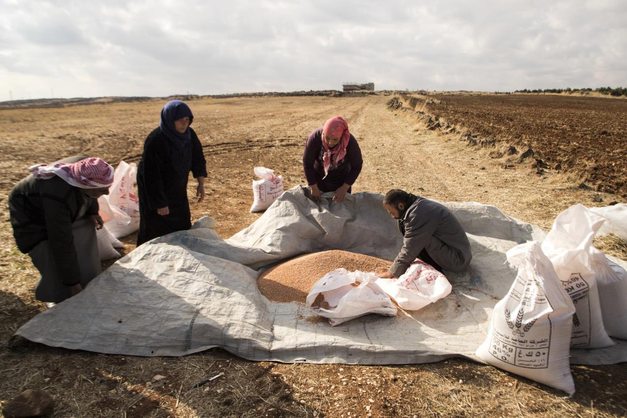 FAO and the UN family hail Kuwait’s aid to improve livelihood of vulnerable people in Syria