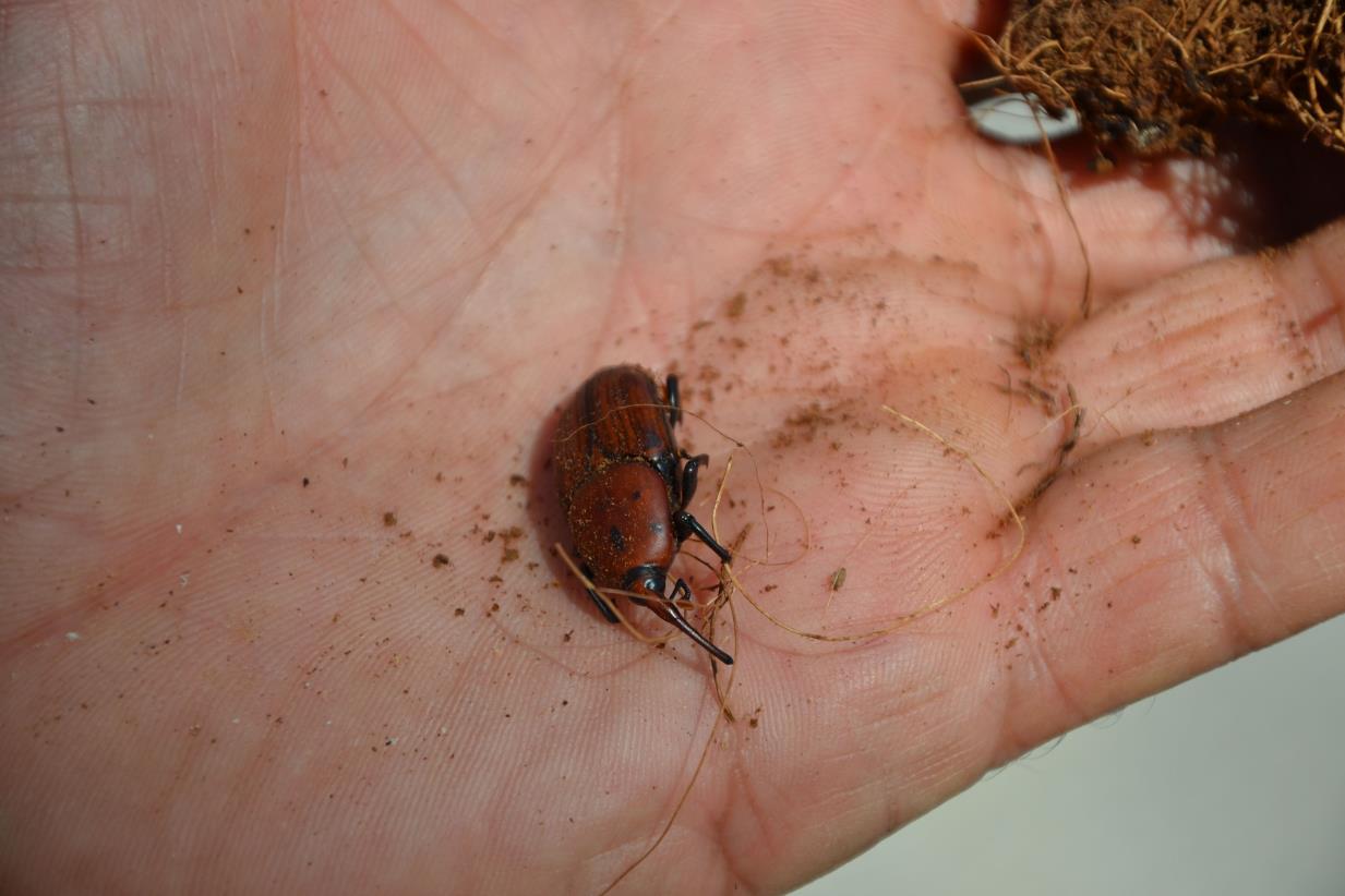 First Virtual Meeting on Red Palm Weevil Management Programme in Near East and North Africa