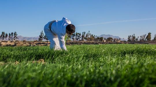Climate-Smart Agriculture key to support long-term growth of Near East and North Africa countries