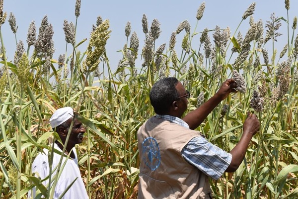 PR CFSAM 2023 FINAL FAO SUDAN