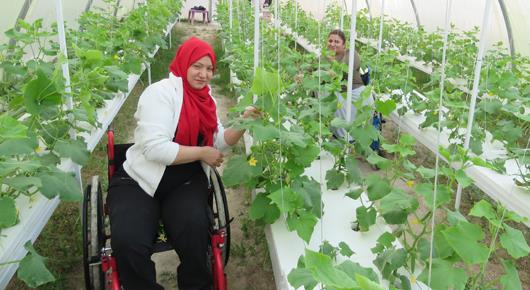 FAO launches “Hydroponics and Aquaponics” water-saving systems in Jordan