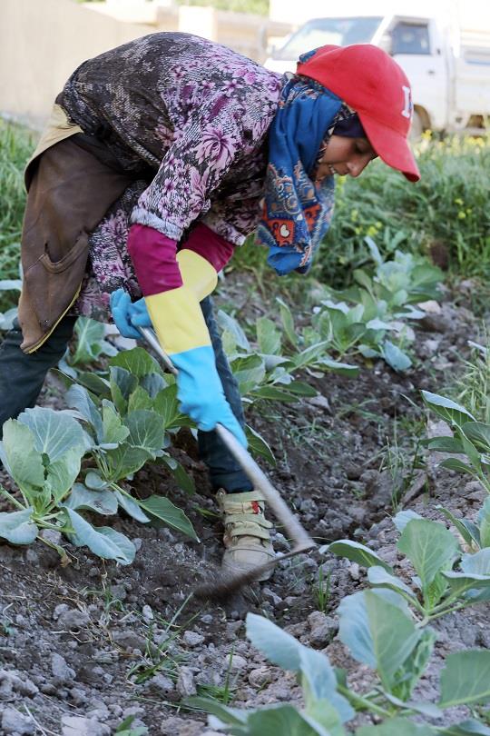 FAO, ILO and LAS examine policy recommendations to combat child labour in agriculture in the Arab region