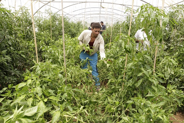 Strengthening agriculture resilience in the Arab region: A collaborative webinar series