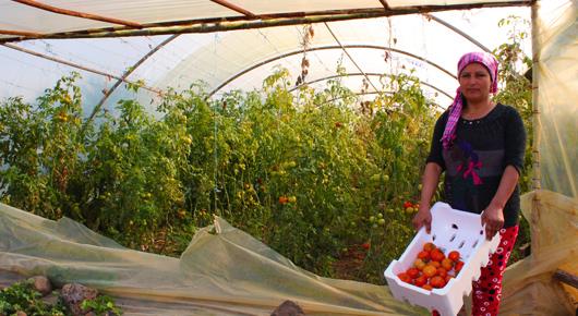 FAO and EU enhance smallholder farmers’ capabilities to transform the agriculture sector in the Syrian Arab Republic