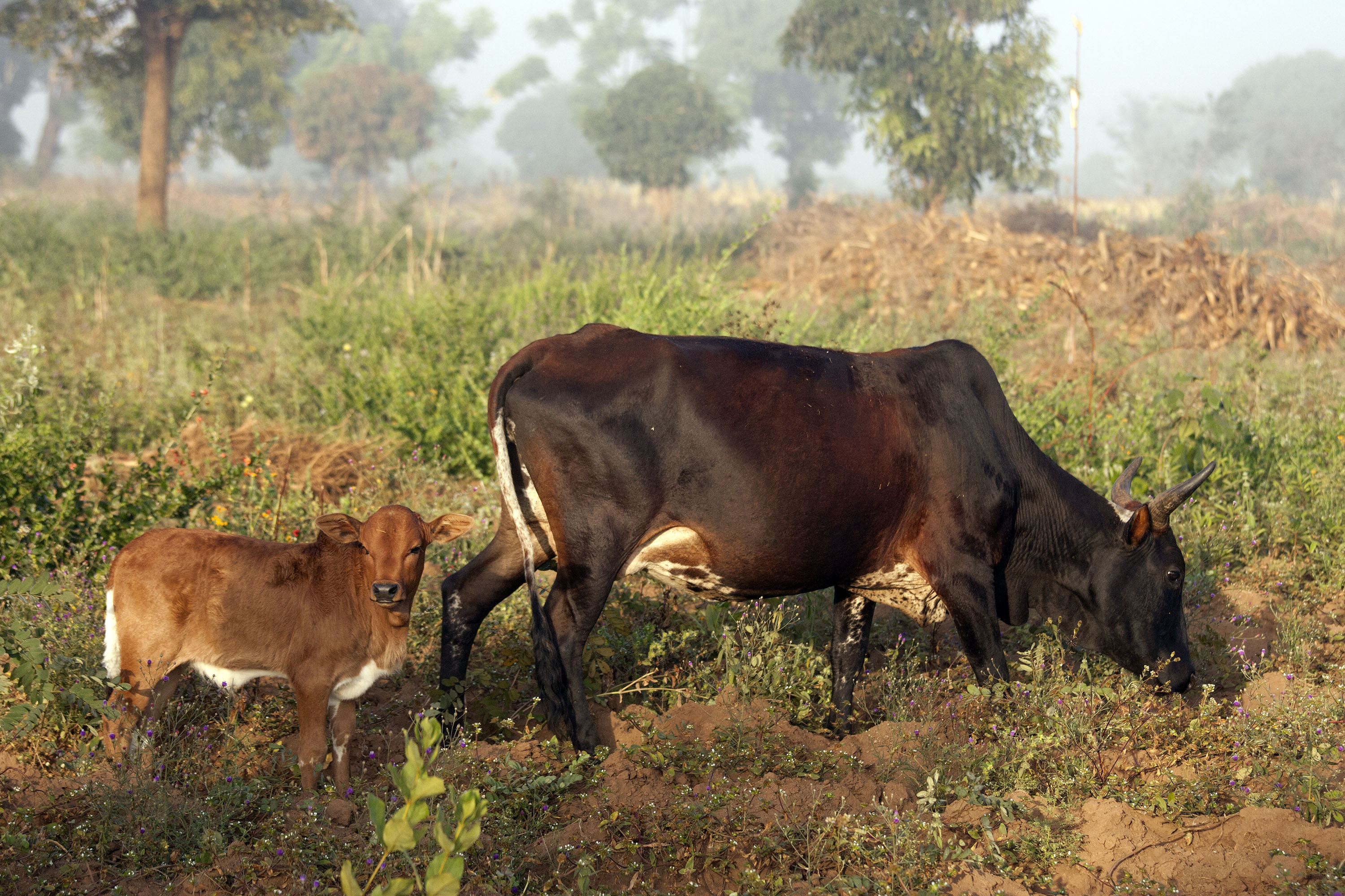 Virtual Training to Combat Lumpy Skin Disease in North Africa