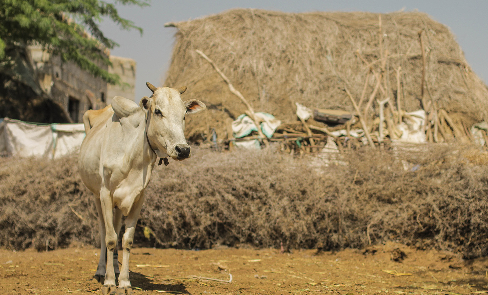 Strengthening Animal Disease Surveillance: FAO Hosts Regional Webinar on Event Mobile Application (EMA-i+) for Near East and North Africa