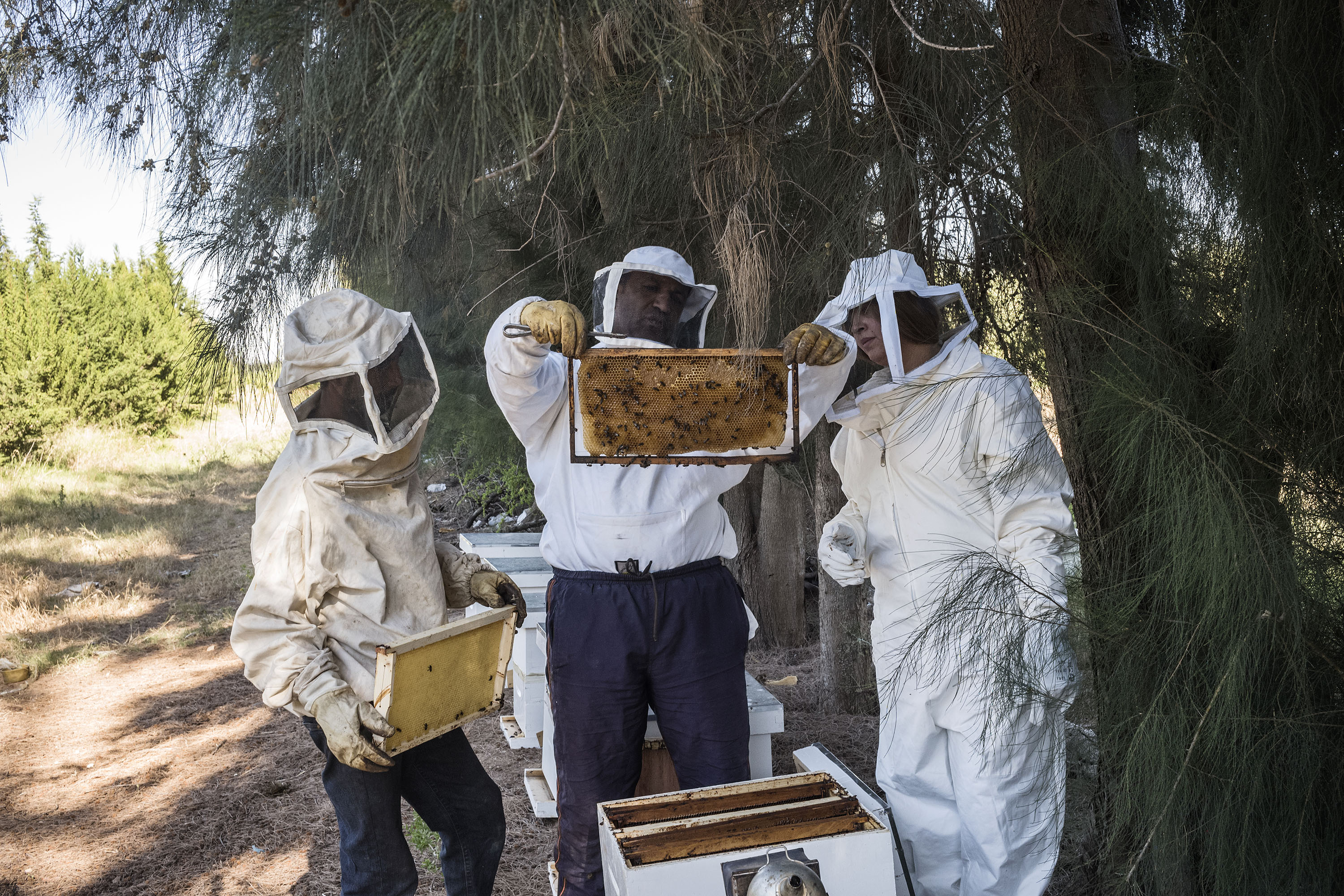 Buzzing with Excitement: Celebrating World Bee Day 2024
