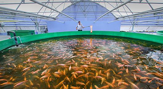 Regional workshop for the development of a global plan of action on aquatic genetic resource