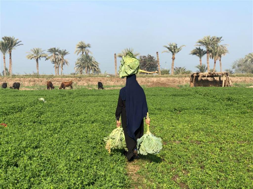 Expanding social insurance for agricultural workers in Middle East and North Africa countries