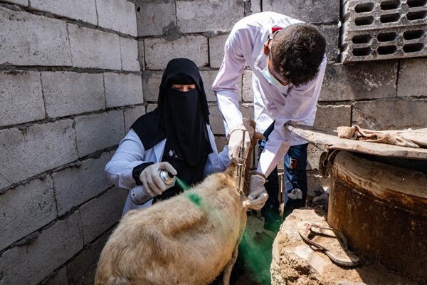 yemen animals