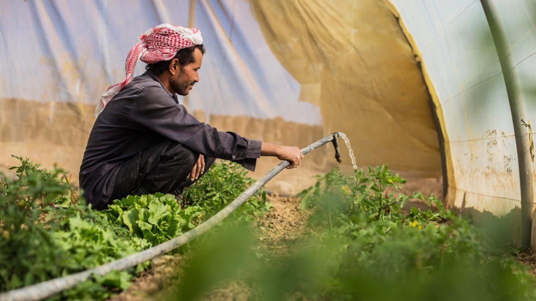 FAO and the Netherlands renew partnership to strengthen sustainable water management in Yemen