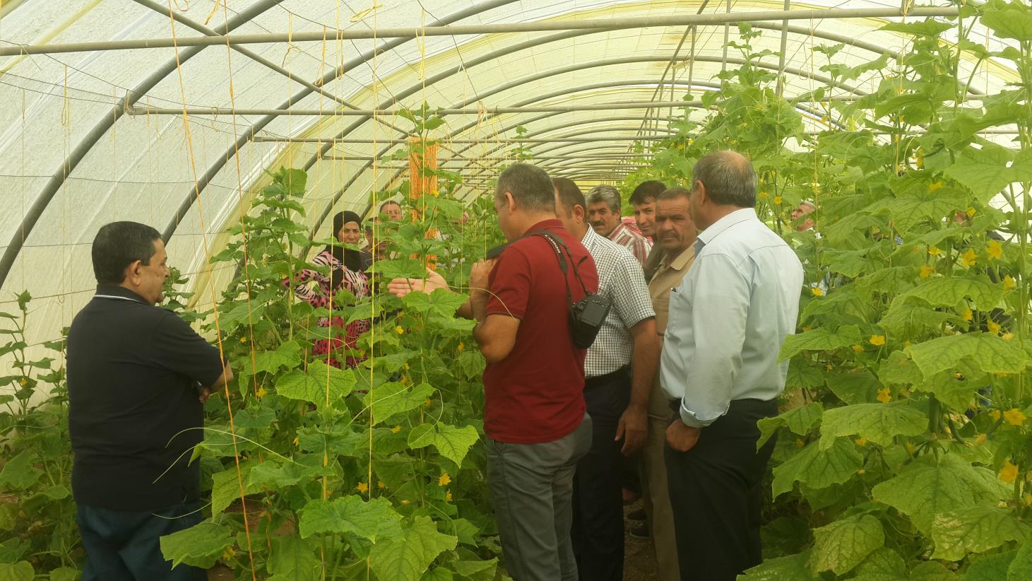 Japan to support livelihoods, food production and resilience of conflict-affected farmers in Iraq