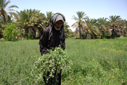 Harvesting Hope: Reversing Desertification through Conservation Agriculture for Sustainable Land Management in Southern Iraq