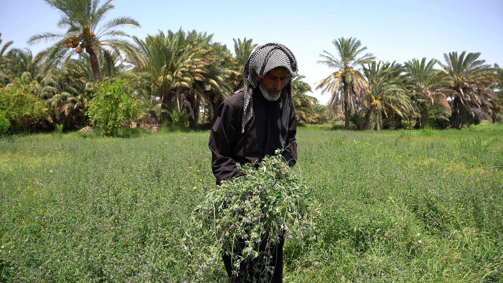 Reviving Iraq’s rangelands and marshlands: Practical steps toward sustainable land management