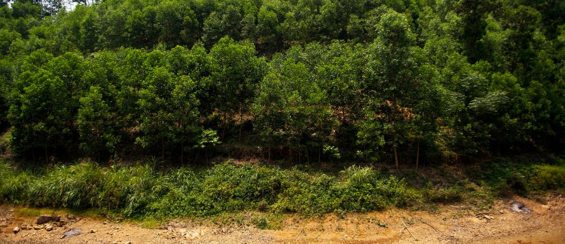 Forest in Viet Nam