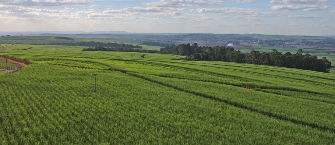 © FAO/Giuseppe Bizzarri Sugarcane plantation in Limeira, Brazil