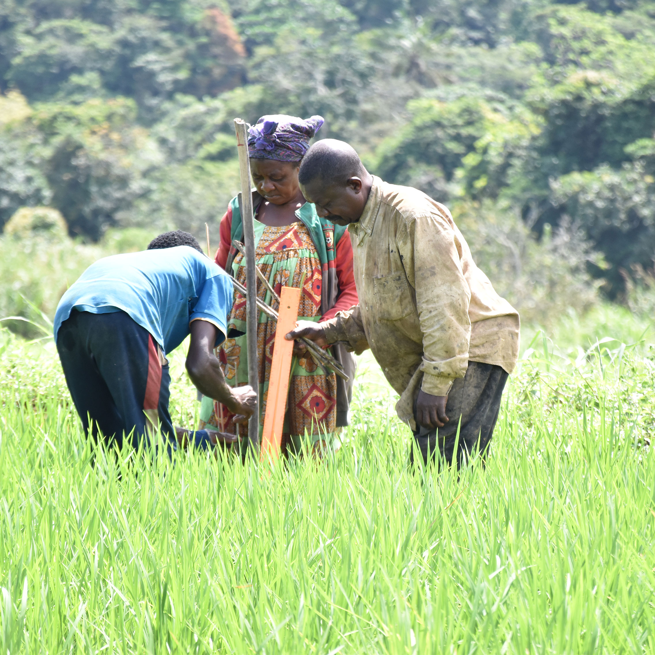 Rainfed-rice_Tonga-square