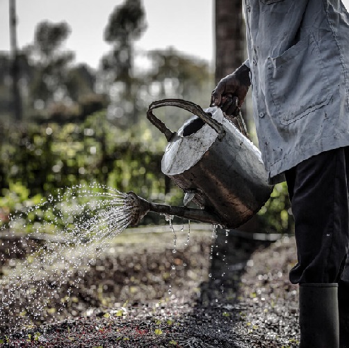 watering caribbean