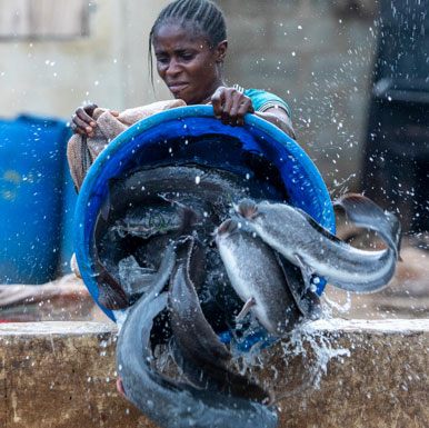 nigeria-fishery