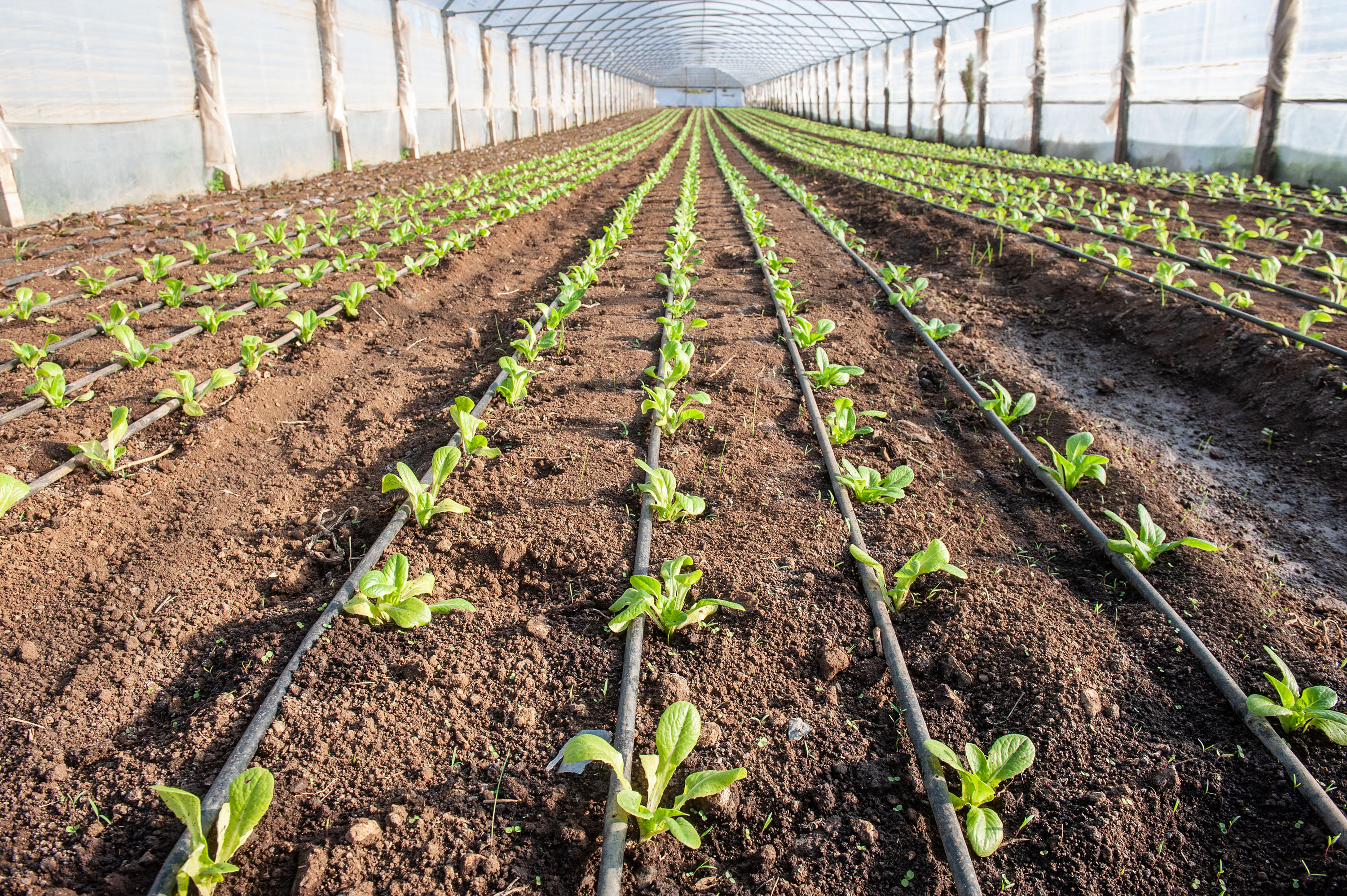 © FAO/Giorgio Cosulich de Pecine