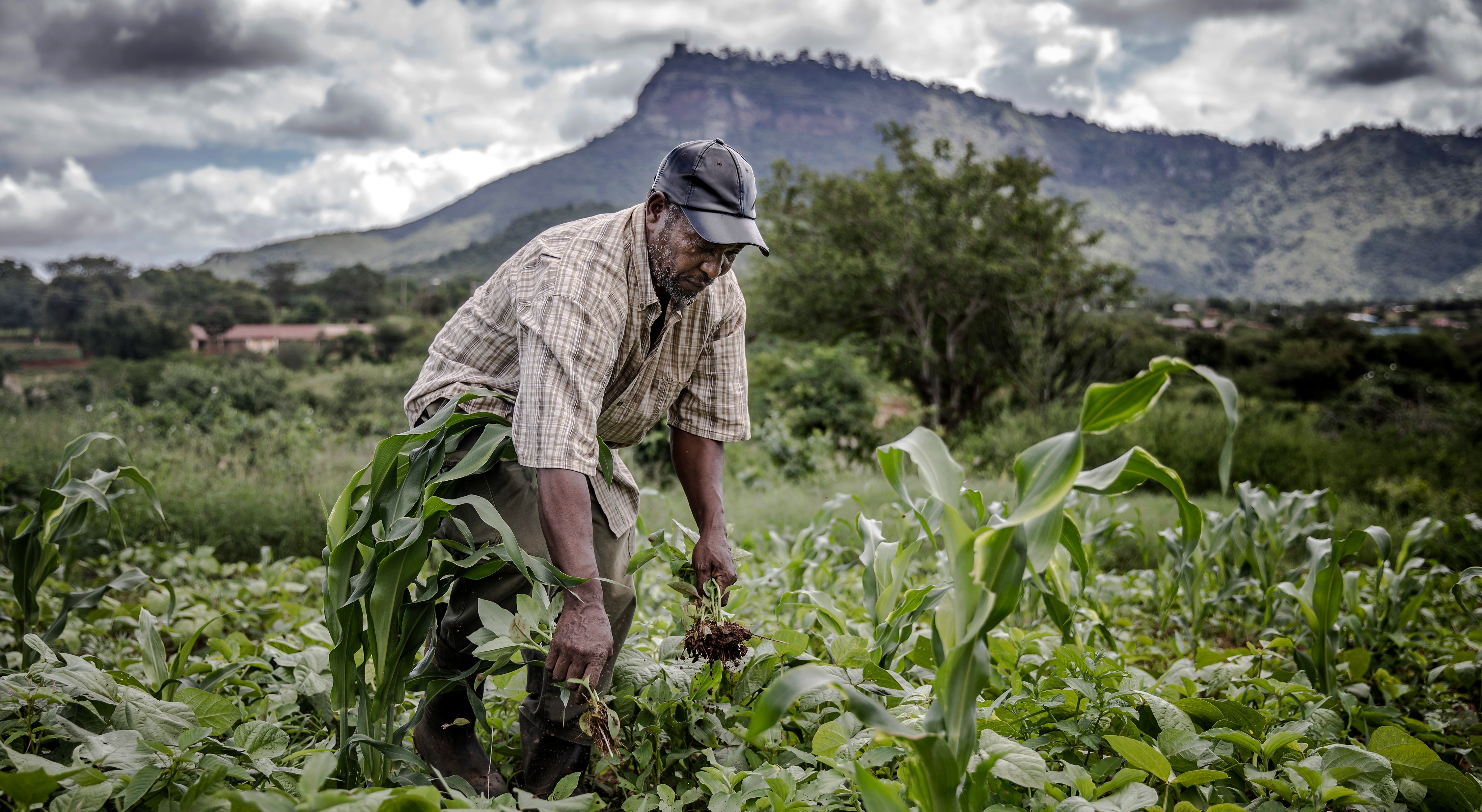 © FAO/Luis Tato