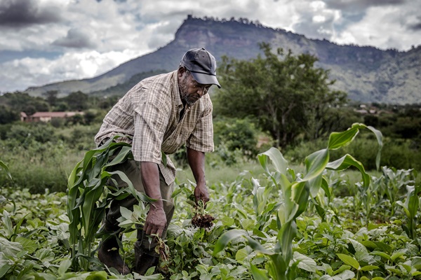 © FAO/Luis Tato