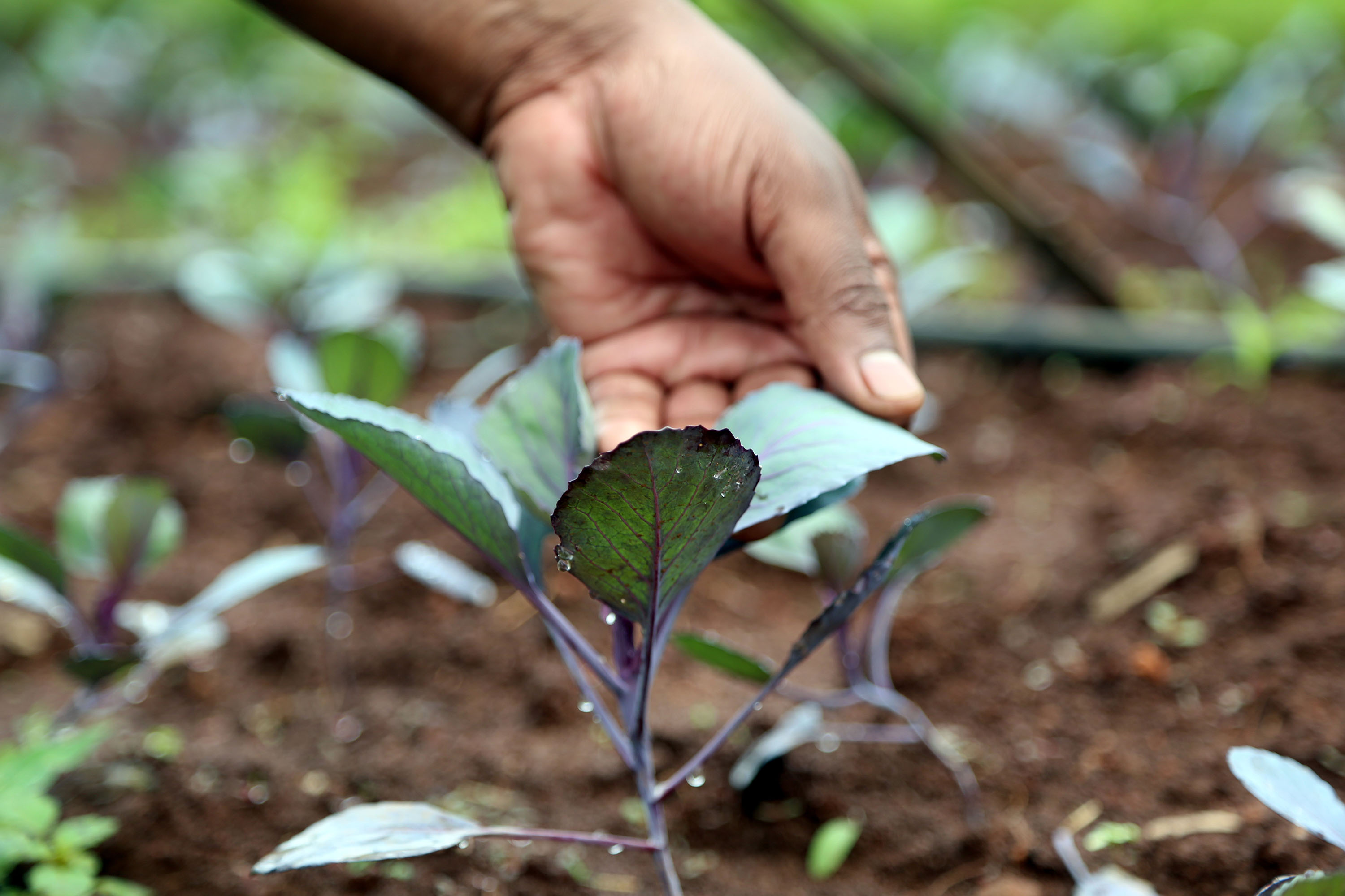 Red cabbage growing in an orchard field