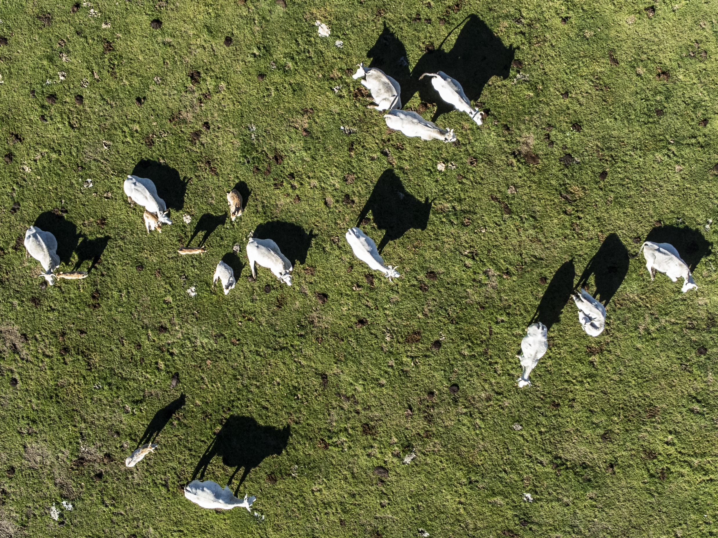 Cows Grazing