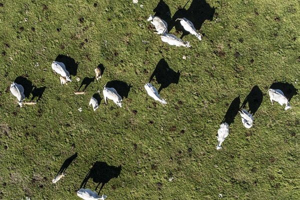 Cows Grazing