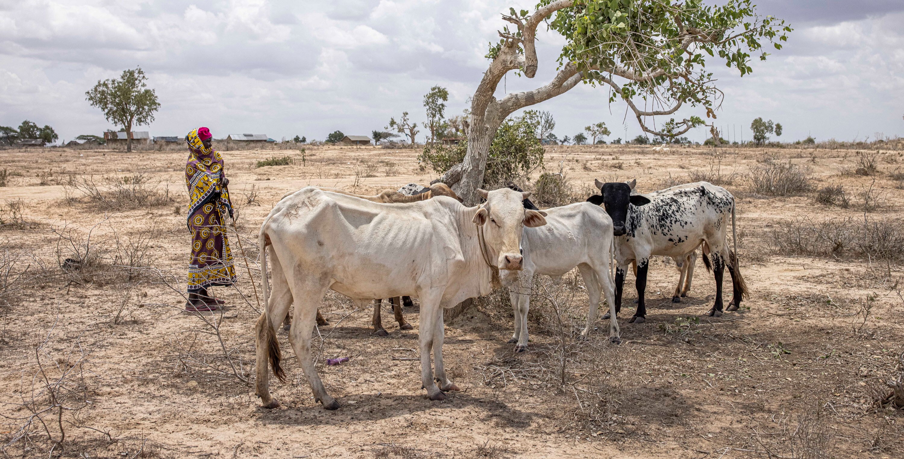 ©FAO/Patrick Meinhardt