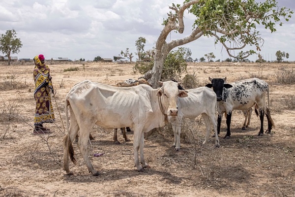 ©FAO/Patrick Meinhardt