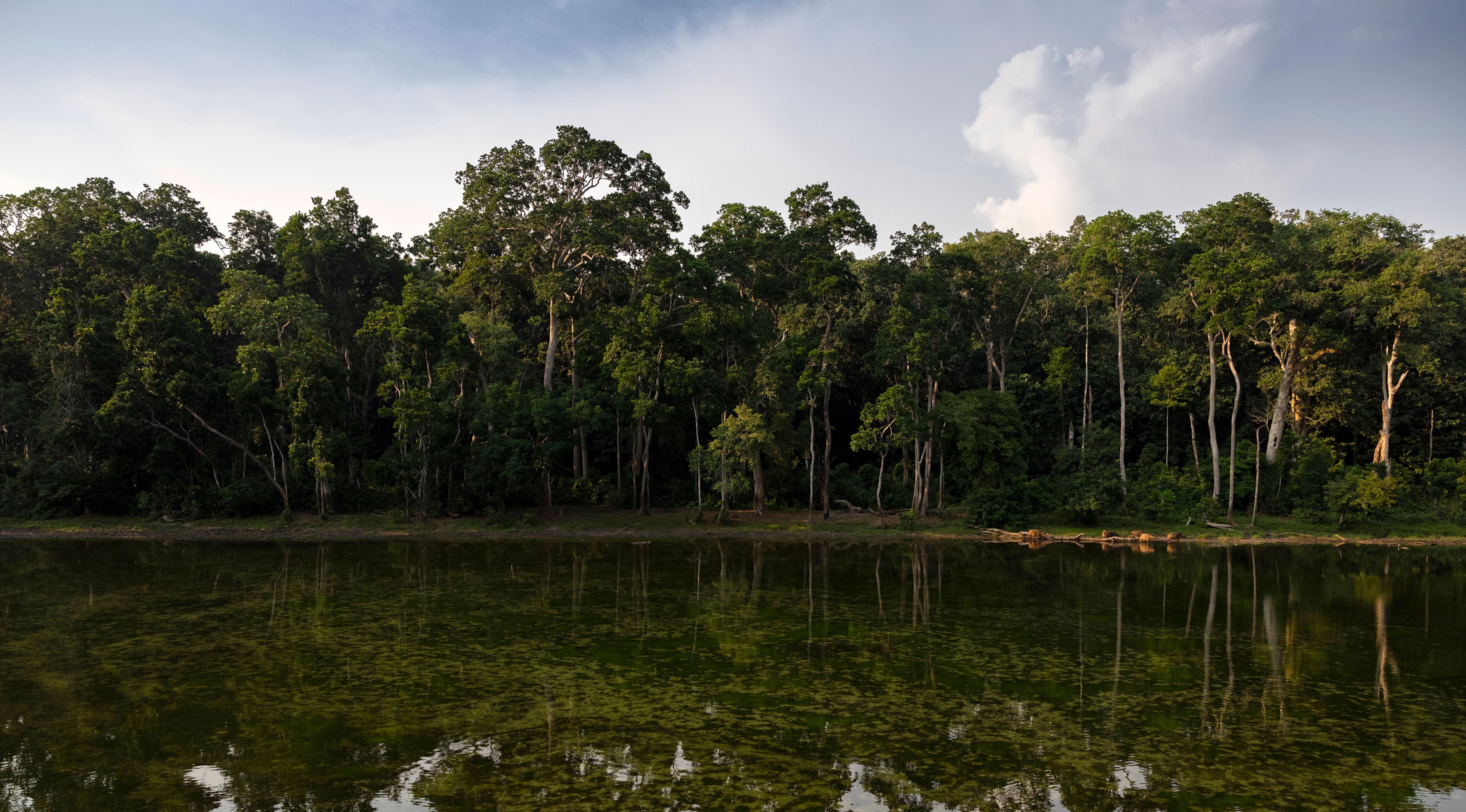 ©FAO:Brent Stirton:Getty Images for FAO, CIFOR, CIRAD, WCS