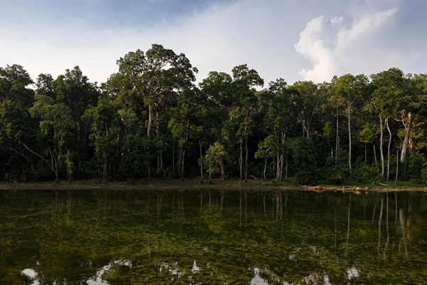 ©FAO:Brent Stirton:Getty Images for FAO, CIFOR, CIRAD, WCS