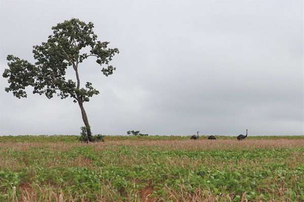 ©FAO/Anne Branthomme