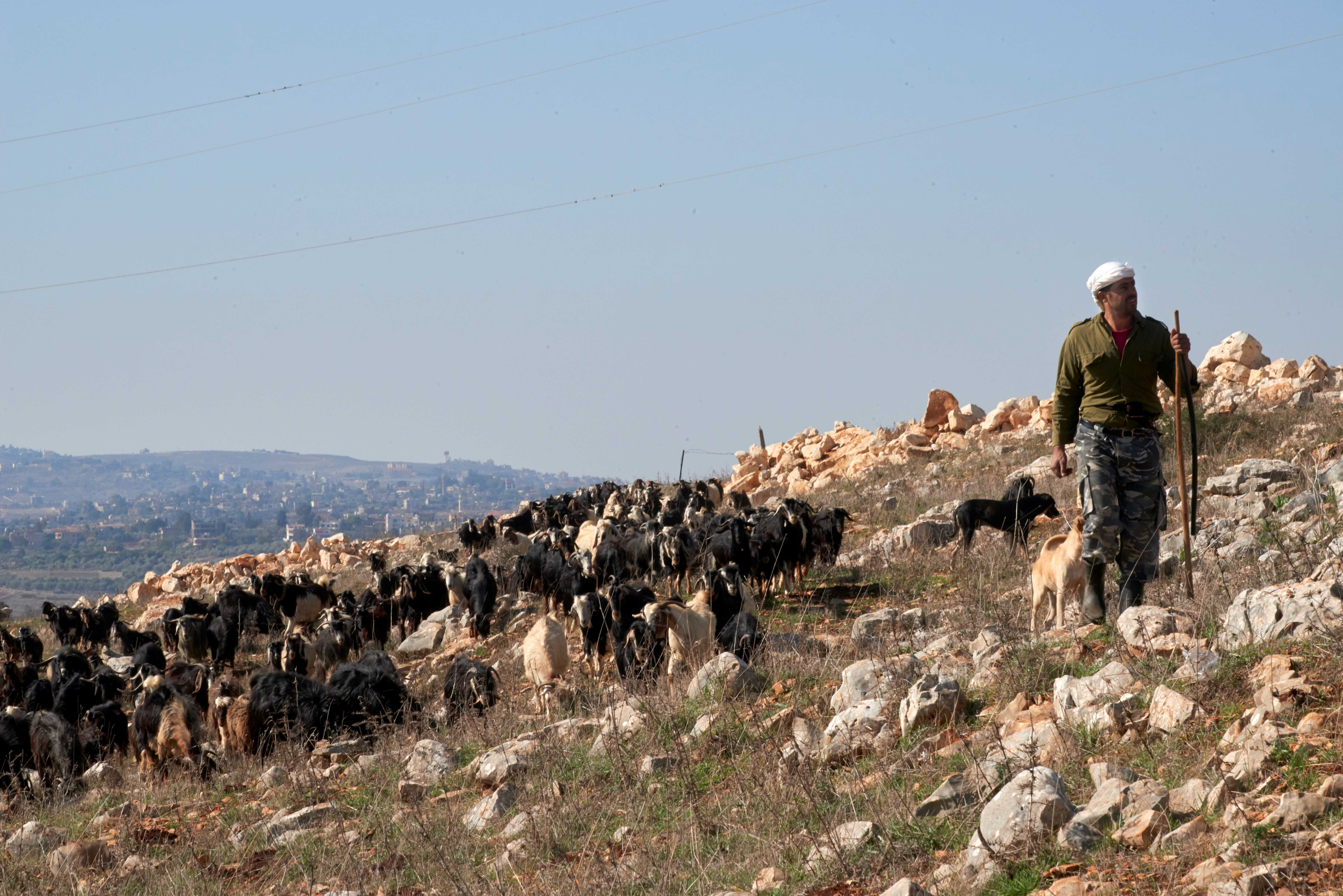 © FAO Lebanon/Hadi Bou Ayach