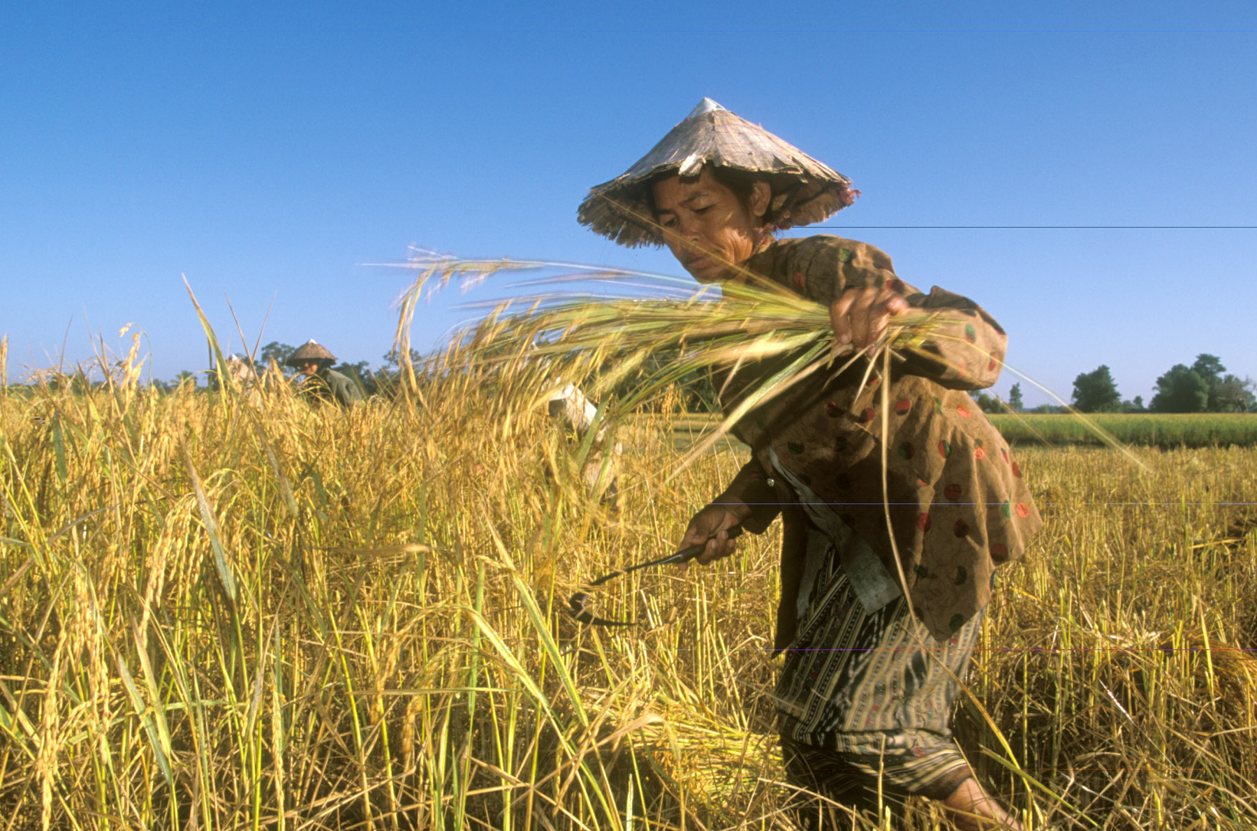 ©FAO/Roberto Grossman