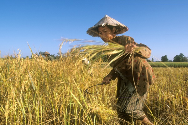 ©FAO/Roberto Grossman