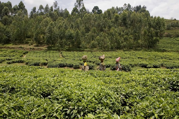 ©FAO/Giulio Napolitano