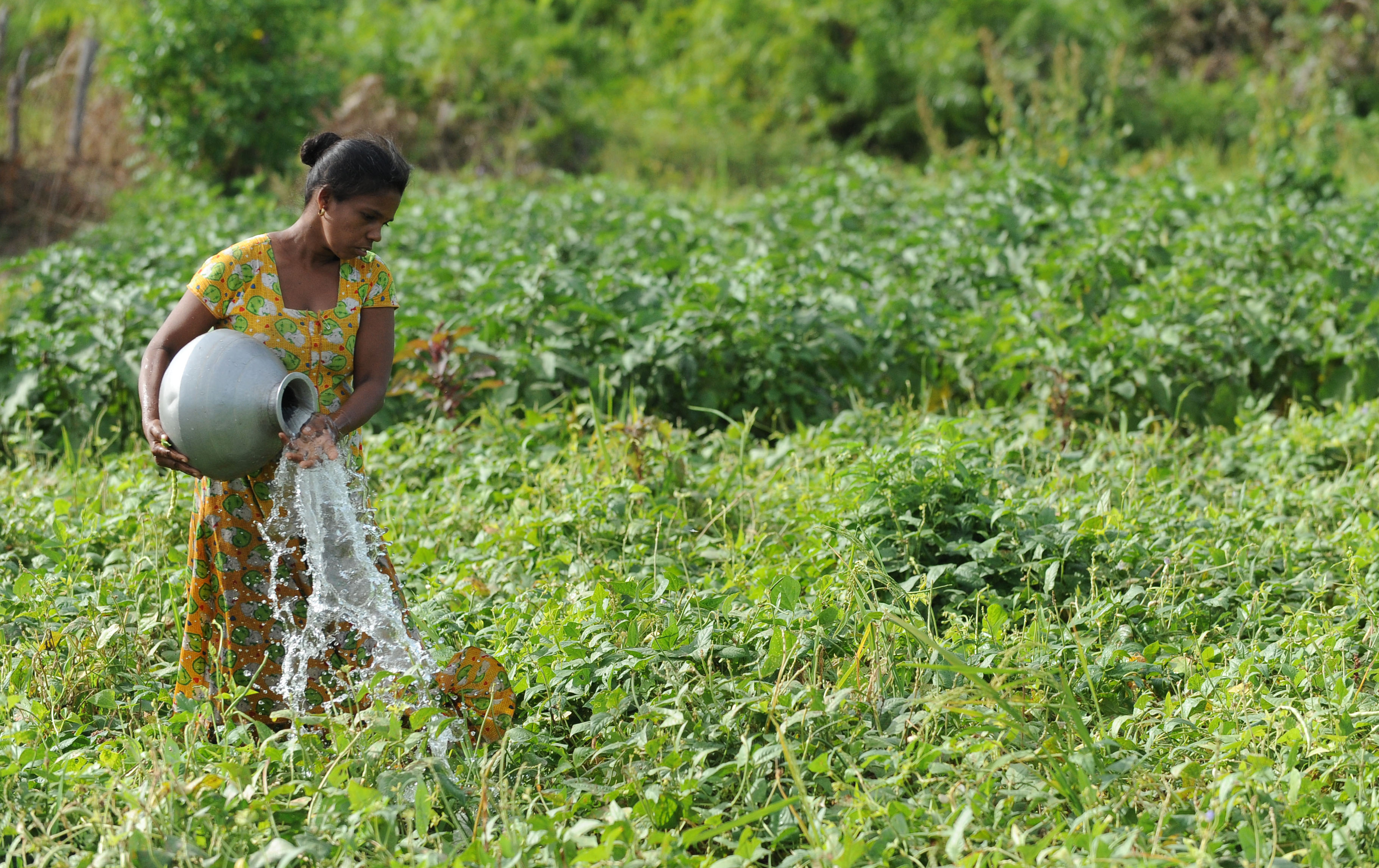 FAO/Ishara Kodikara