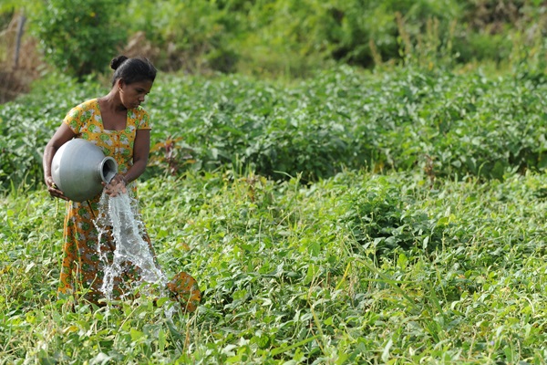 FAO/Ishara Kodikara