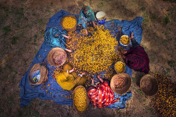 Courtesy of GIAHS Siwa Oasis, Egypt