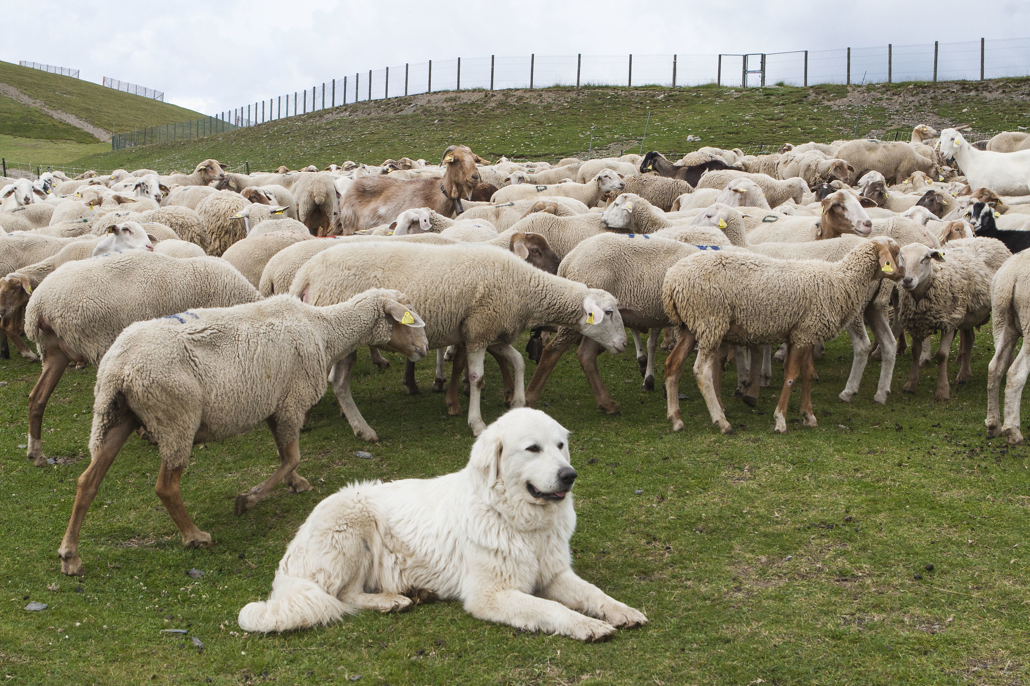 Department of Agriculture and Livestock (Government of Andorra)